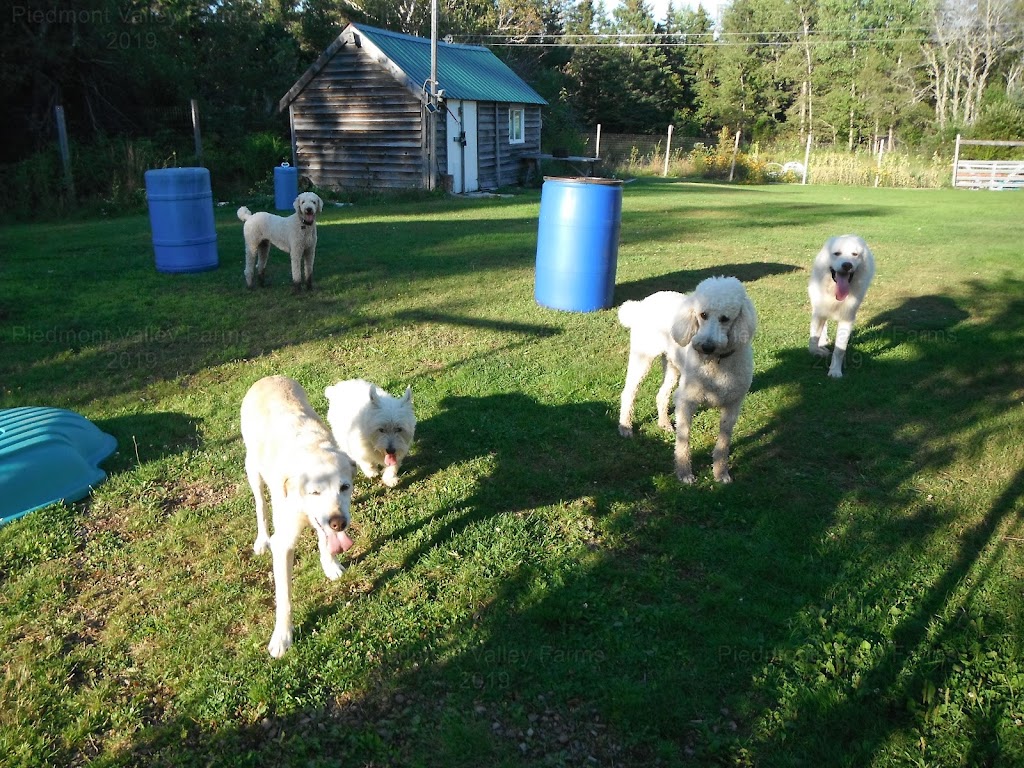 Piedmont Valley Farms | 2063 Piedmont Valley Rd, Merigomish, NS B0K 1G0, Canada | Phone: (902) 926-2634