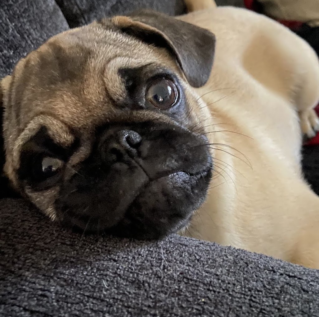 Fur Babies Pet Care | 40 Cherrytree Ct, Kitchener, ON N2N 1L9, Canada | Phone: (519) 878-3047