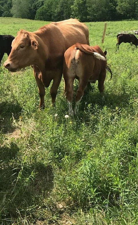Bownick Farm | 145 Chem. Flanders, Waterville, QC J0B 3H0, Canada | Phone: (819) 837-0573
