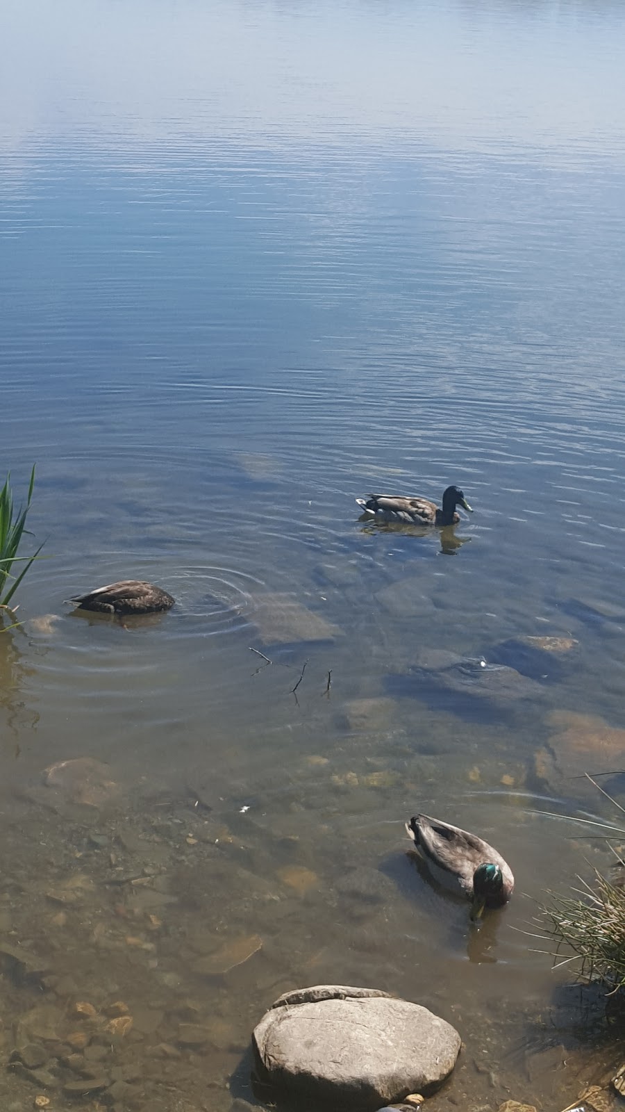 Kennys Pond Park | Kennys Pond Walk, St. Johns, NL A1A 0E4, Canada