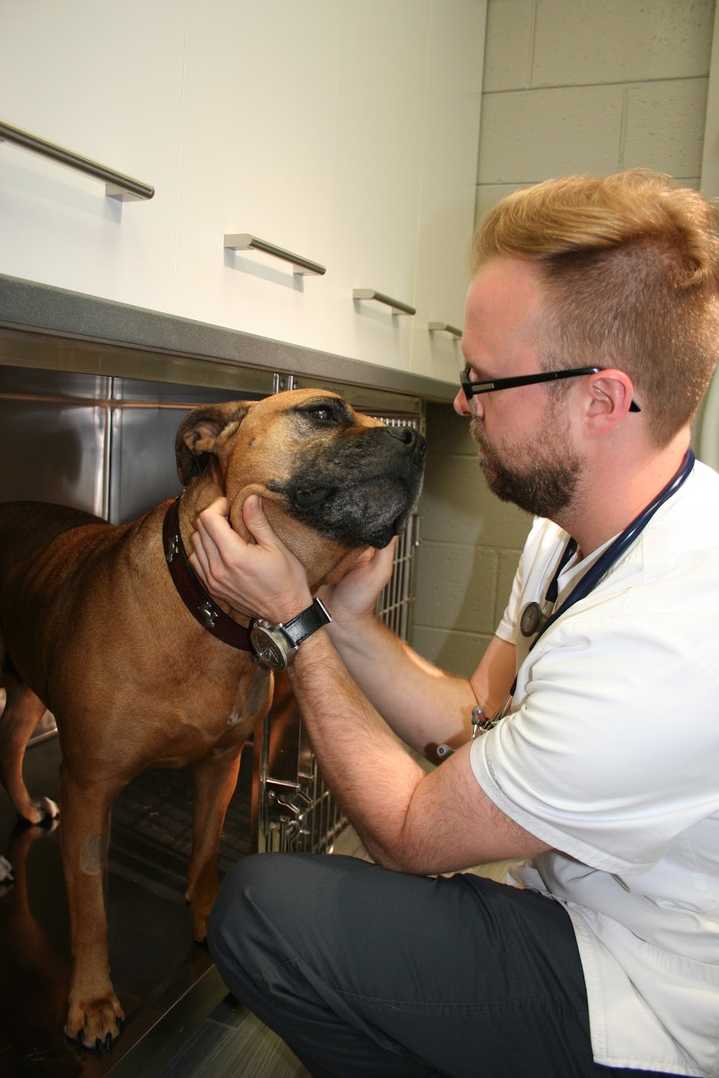 Hôpital Vétérinaire Victoria Saint-Lambert - Vet et Nous | 309 Avenue St Denis, Saint-Lambert, QC J4P 2G5, Canada | Phone: (514) 524-2727