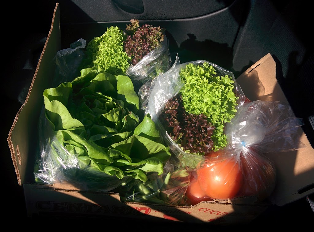 Link Greenhouses | 3990 Bragg Rd, Bowmanville, ON L1C 2K8, Canada | Phone: (905) 983-9003