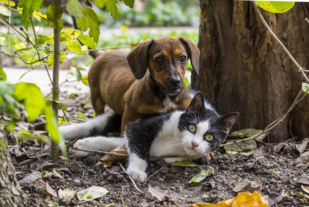 Titan Pest Control - Missisauga Exterminators | 450 Matheson Blvd E Unit 49, Mississauga, ON L4Z 1P1, Canada | Phone: (416) 822-1703