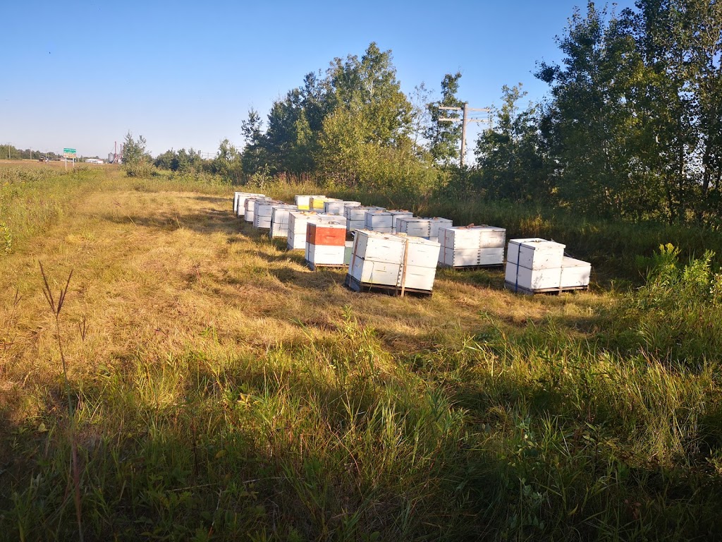 Reger Honey Farm | 28036 Lasko Rd, Marchand, MB R0A 0Z0, Canada | Phone: (204) 424-9164