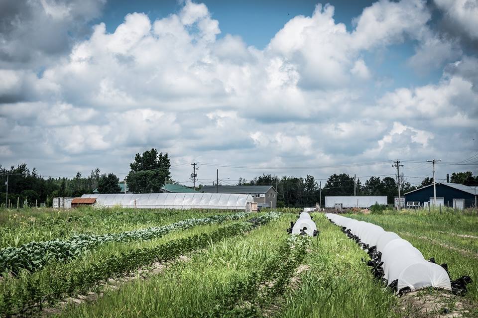 Les Jardins Alexandrins Inc. | 1410 Mnt Lacroix, Le Haut-Richelieu, QC J0J 1S0, Canada | Phone: (514) 609-7257