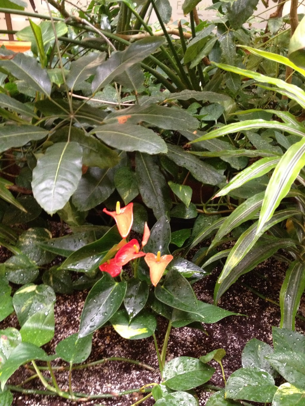Extra Special Plant Care Ltd | 236 Cedardale Bay SW, Calgary, AB T2W 5C8, Canada | Phone: (403) 815-8637