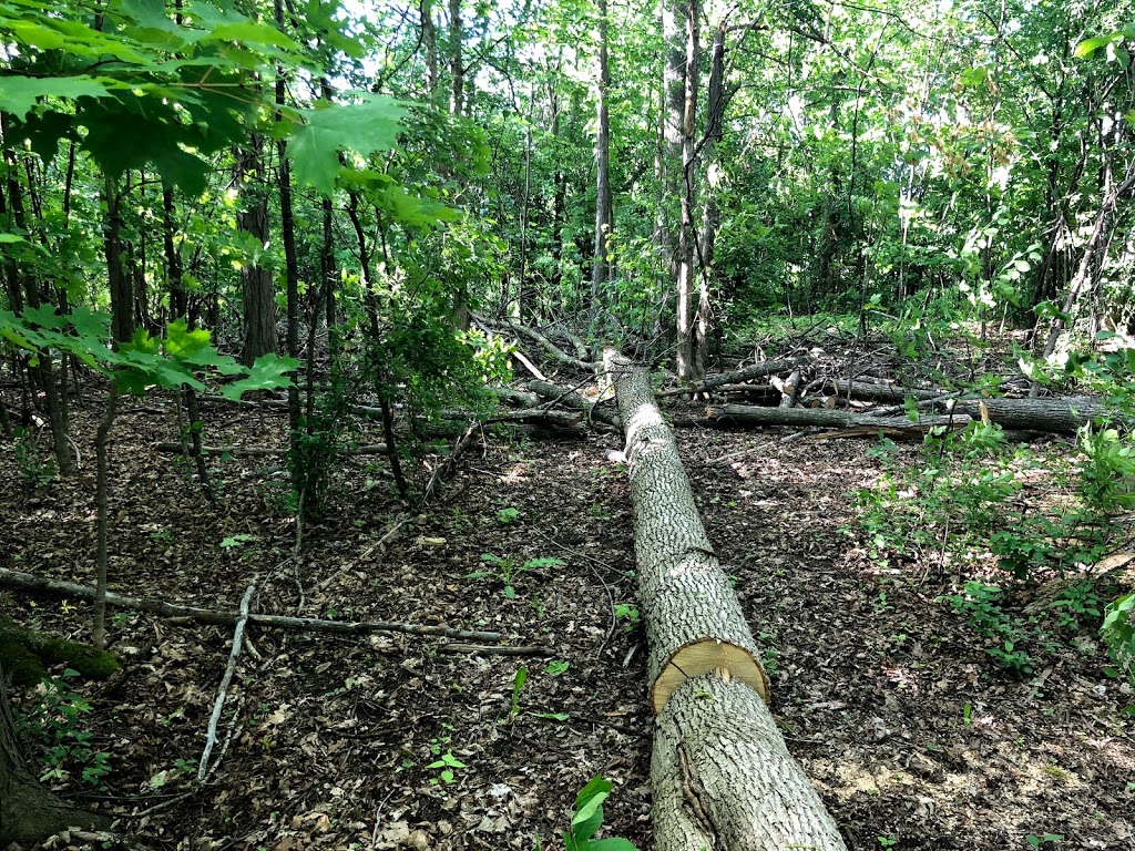 Trelawny Woods | 3500 Trelawny Cir, Mississauga, ON L5N 6N7, Canada | Phone: (905) 615-4311