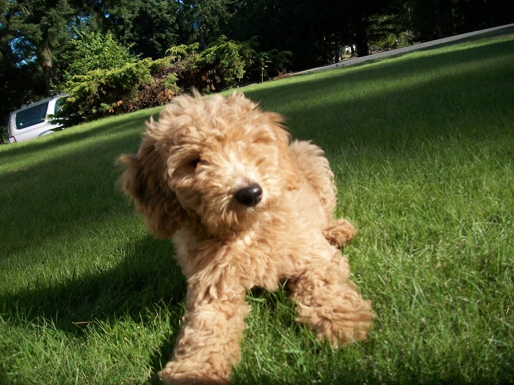 New Discoveries Dog Training | 2256 Glenmore Rd, Campbell River, BC V9H 1C8, Canada | Phone: (250) 203-7968