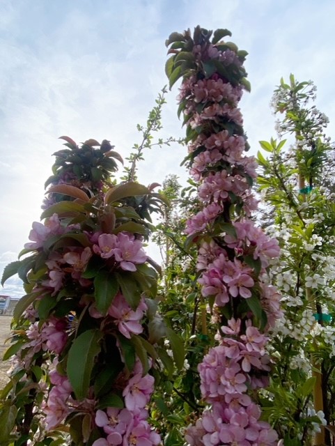 Blue Grass Nursery, Sod & Garden Centre - Edmonton | 21515 103 Ave NW, Edmonton, AB T5S 2C4, Canada | Phone: (587) 635-4727