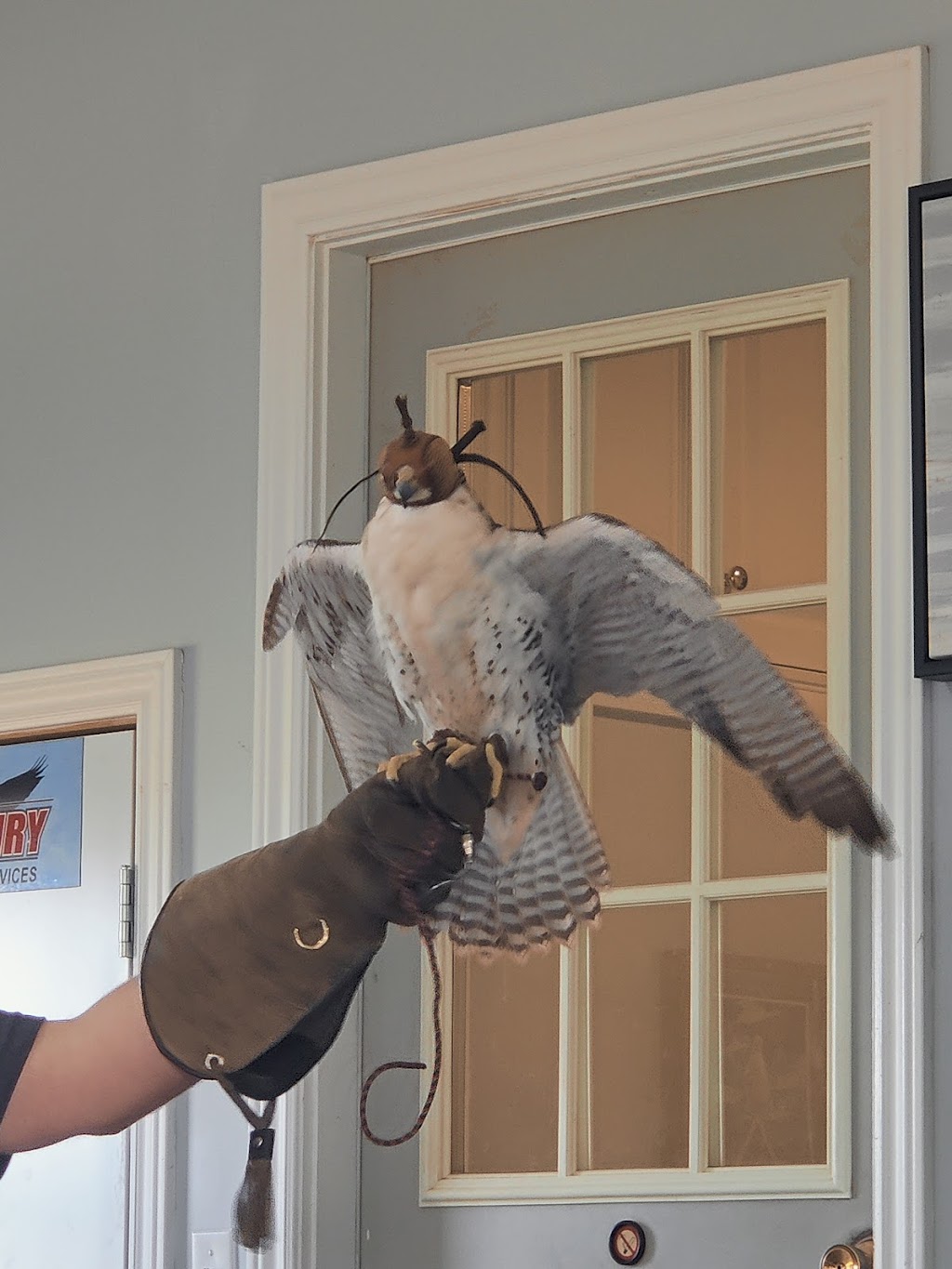 Island Falconry Services | 24 Macrae Dr, Cornwall, PE C0A 1H5, Canada | Phone: (902) 393-4859