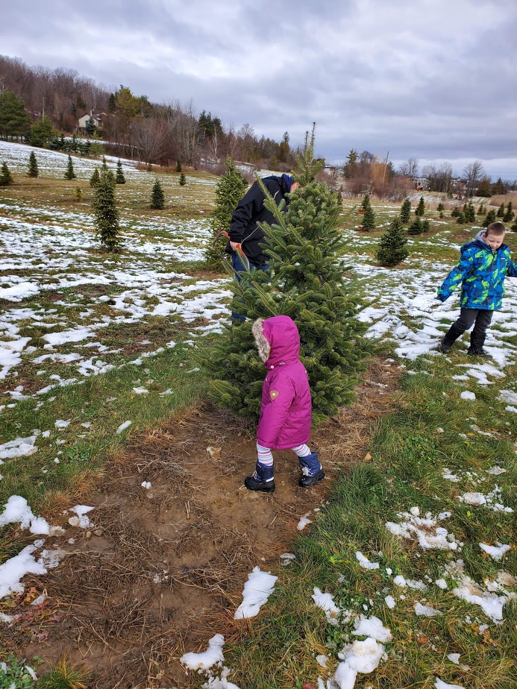 Clembrook Christmas Farm | 4231 Derry Rd W, Milton, ON L9T 2Y1, Canada | Phone: (905) 878-6576