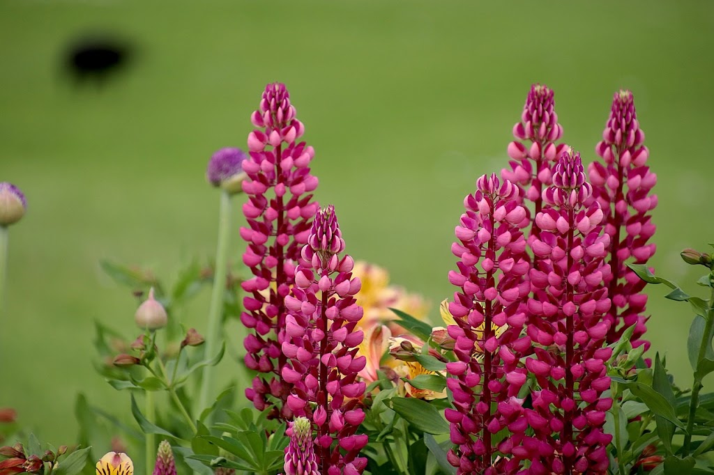 50 Mather - Perennials | 50 Mather Rd, Bancroft, ON K0L 1C0, Canada | Phone: (613) 332-8532
