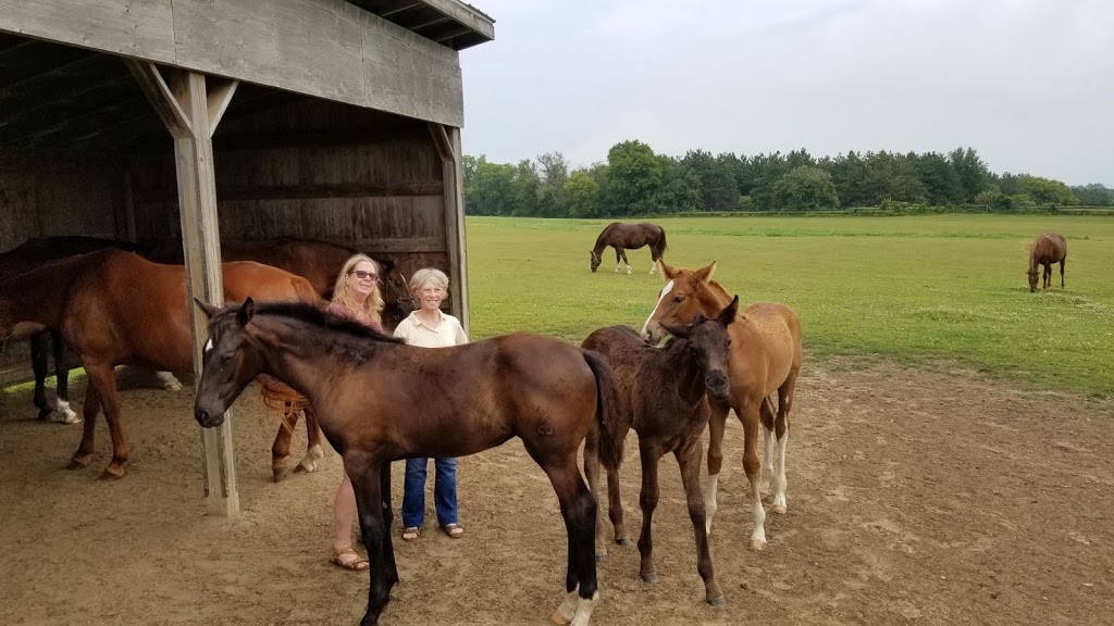 Sunny Days Hanoverians | 6179 Andrews Rd, Kendal, ON L0A 1E0, Canada | Phone: (905) 429-1642