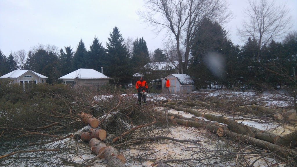 Alert Tree Doctor | 3059 9th Line, Bradford, ON L3Z 3S3, Canada | Phone: (416) 684-2748