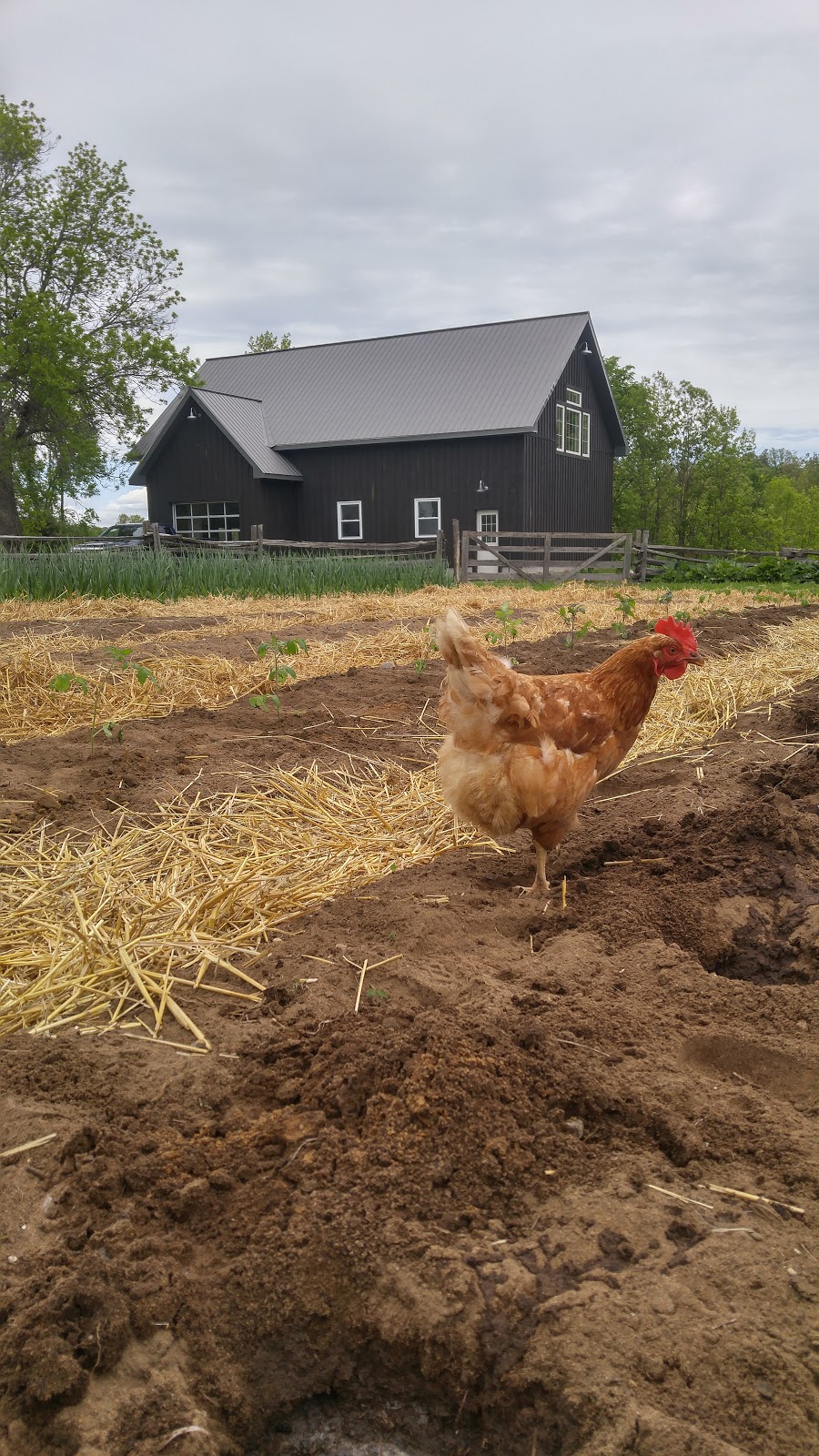 Back Forty Artisan Cheese | 1406 Gulley Rd, Mississippi Station, ON K0H 2C0, Canada | Phone: (613) 287-7011