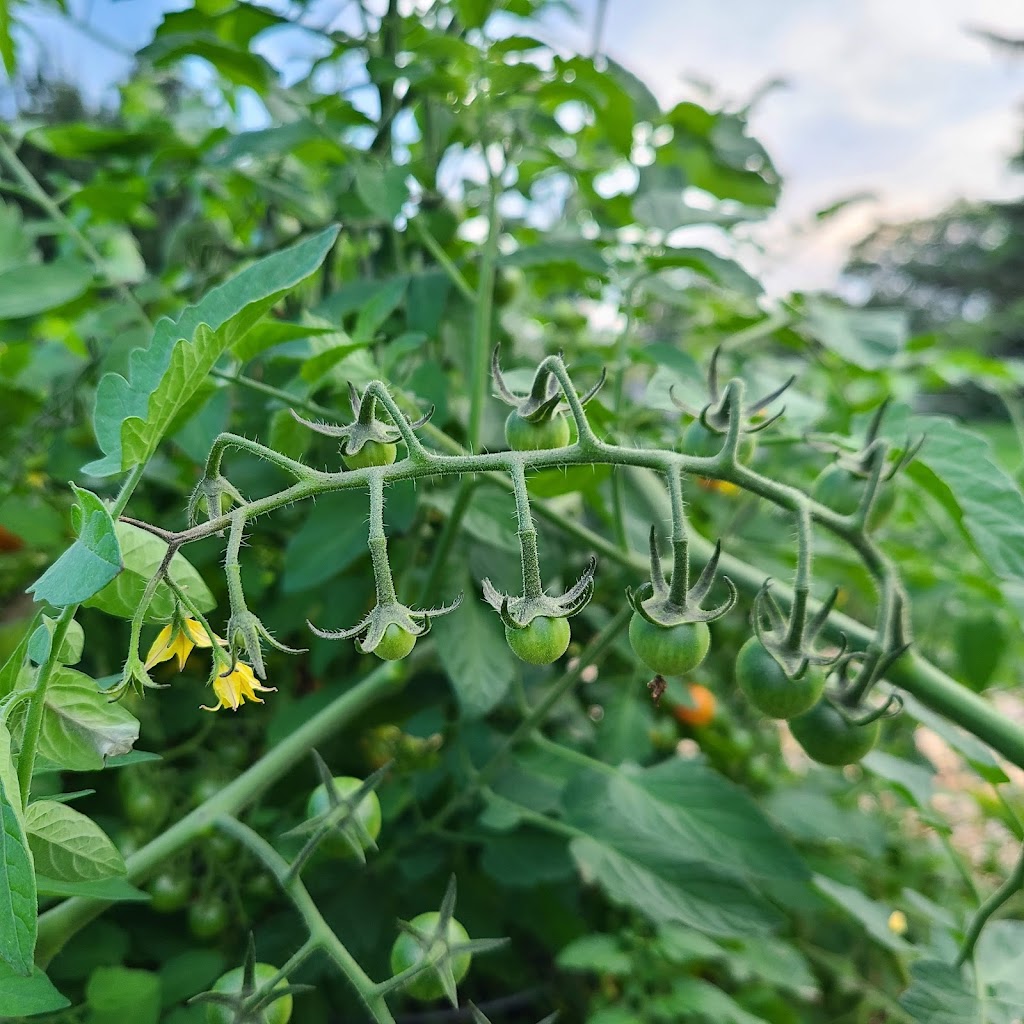 Little Farm Fresh | 76447 11 Line, Markdale, ON N0C 1H0, Canada | Phone: (647) 402-3613