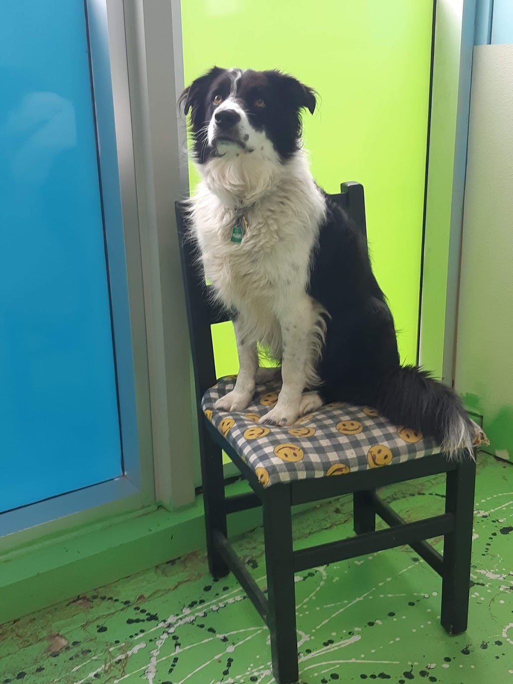 CARES K9 Adoption Option | 1070 South Ave, Millet, AB T0C 1Z0, Canada | Phone: (780) 980-7387