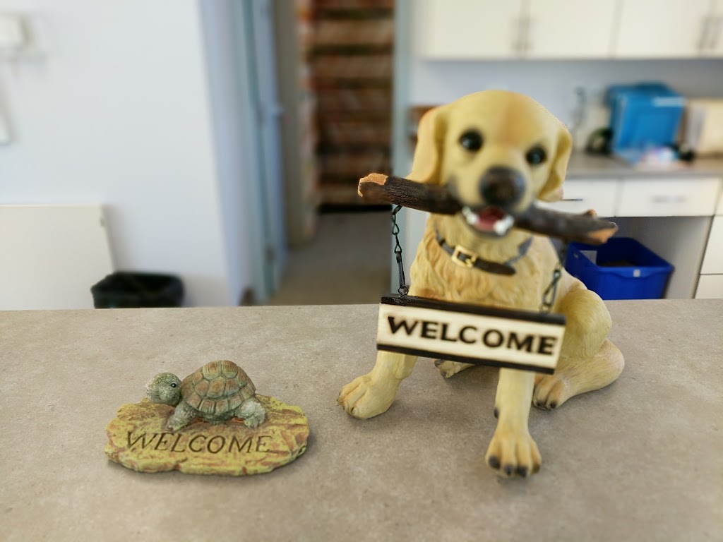 Blue Cross Animal Hospital | 9103 111 Ave NW, Edmonton, AB T5B 0C3, Canada | Phone: (780) 424-0025