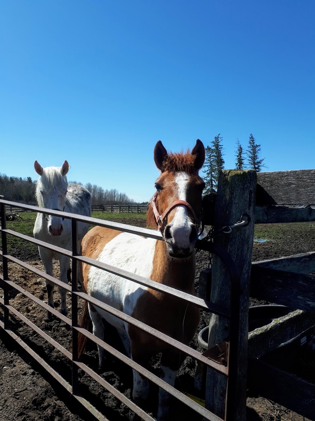 Seven Summits Equestrian Center | 1561 Flos Rd 8 W, Elmvale, ON L0L 1P0, Canada | Phone: (705) 322-8181