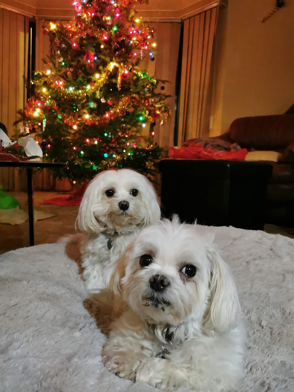 Marpole Dog Walking & Boarding Service | 7210 Hudson St, Vancouver, BC V6P 6J6, Canada | Phone: (604) 809-1761