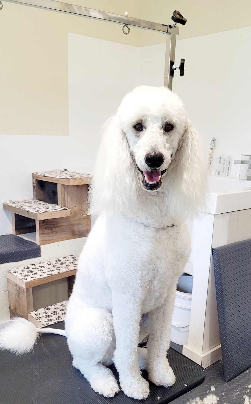 Halte Toilettage | 286 QC-133, Pike River, QC J0J 1P0, Canada | Phone: (514) 895-8538