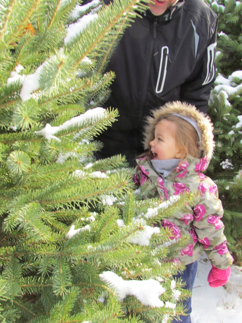 J & D Tree Farm | 13809 Telephone Rd, Colborne, ON K0K 1S0, Canada | Phone: (905) 355-3009