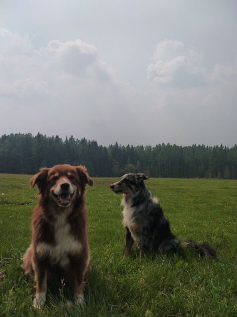 Chettske Homestead | 454046 Range Rd 75, Alder Flats, AB T0C 0A0, Canada | Phone: (780) 983-4812