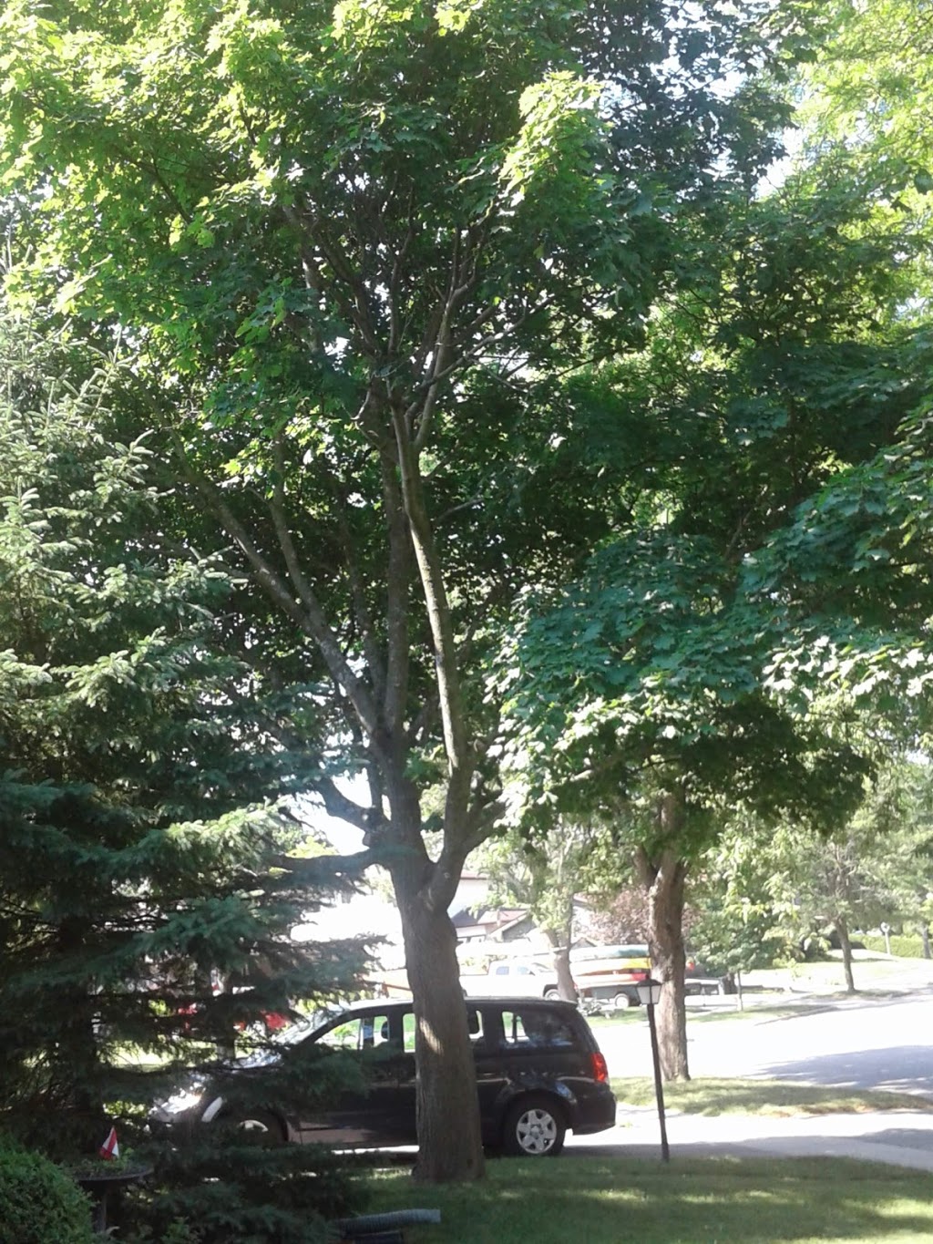 Lakeside Tree Experts | 560 Anne St N, Springwater, ON L9X 0V6, Canada | Phone: (705) 722-4800