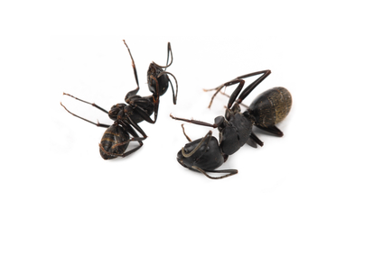 Pestend Pest Control Mississauga | 330 Rathburn Rd W #1209, Mississauga, ON L5B 3Y1, Canada | Phone: (905) 460-7378