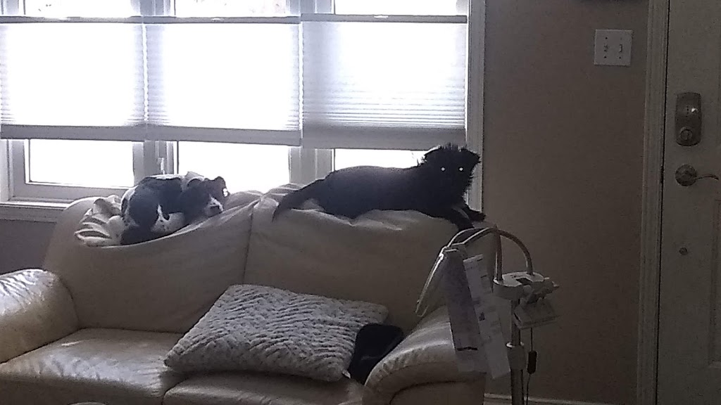 Brantford Pet Sitter | 25 Killarney St, Brantford, ON N3T 6L4, Canada | Phone: (647) 606-3647