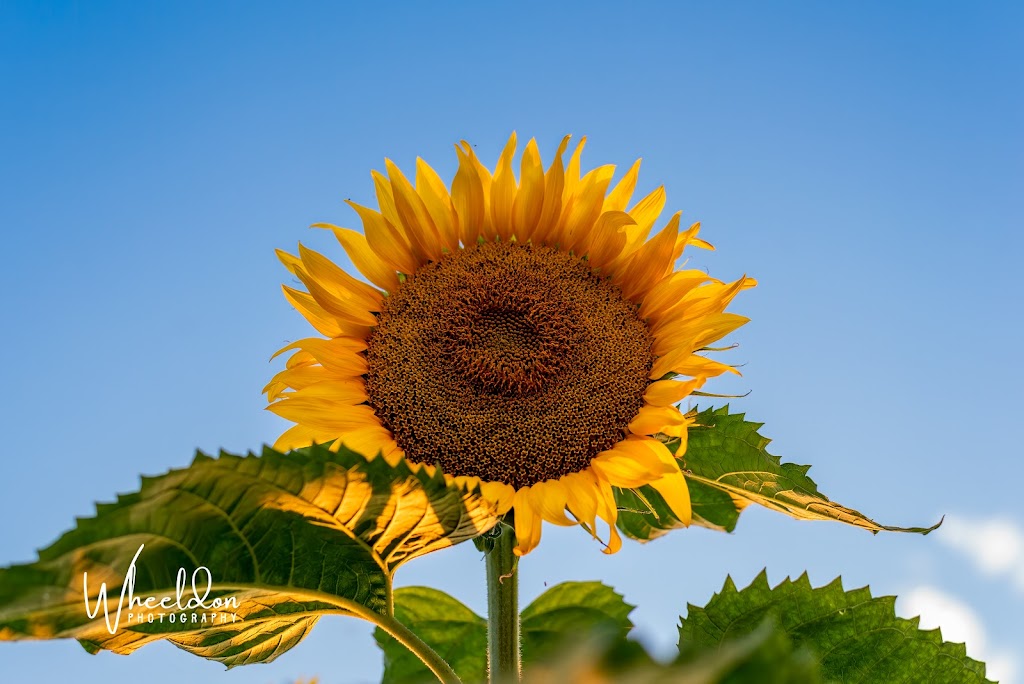 Wheeldon Photography | 380 Townline Rd E, Cayuga, ON N0A 1E0, Canada | Phone: (289) 408-8292
