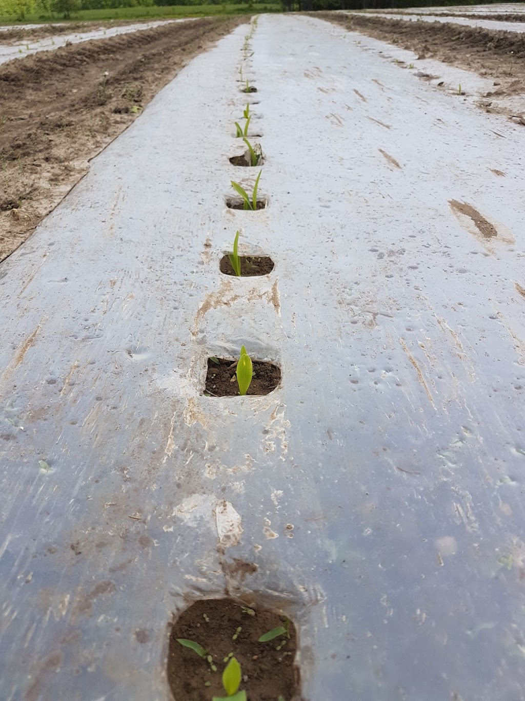 Under the Sun Farm | 1215 Simmons Rd, Odessa, ON K0H 2H0, Canada | Phone: (613) 777-2003