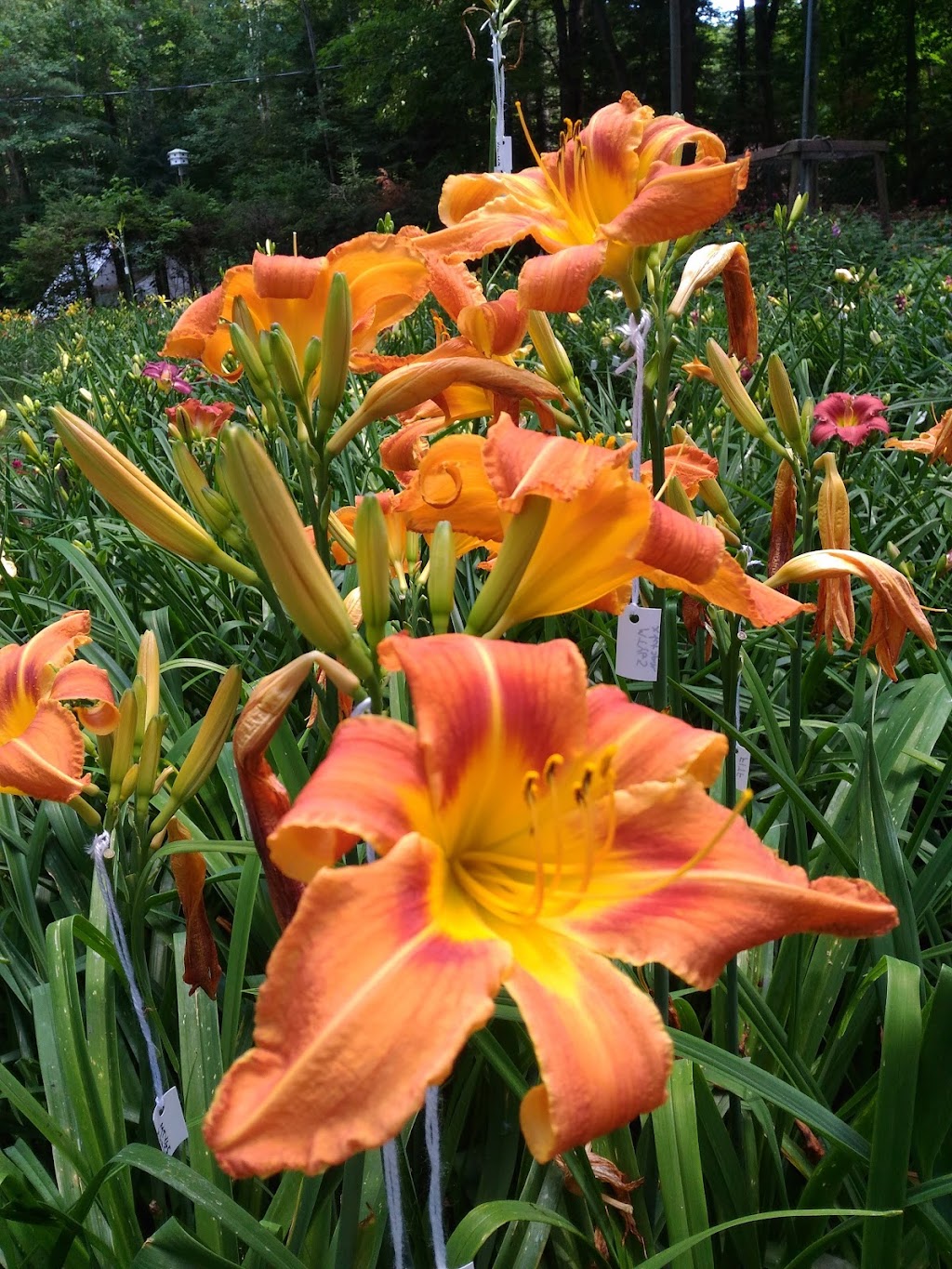 Near North Daylilies | 1036 Old Highway 117, Baysville, ON P0B 1A0, Canada | Phone: (705) 767-3601