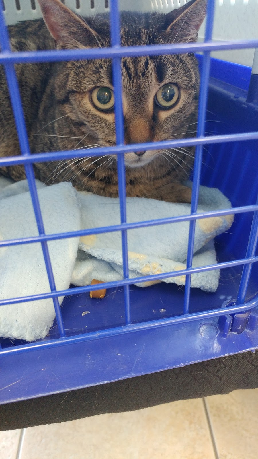 McQueen Animal Hospital | 8975 McLaughlin Rd S, Brampton, ON L6Y 0Z6, Canada | Phone: (905) 455-7387