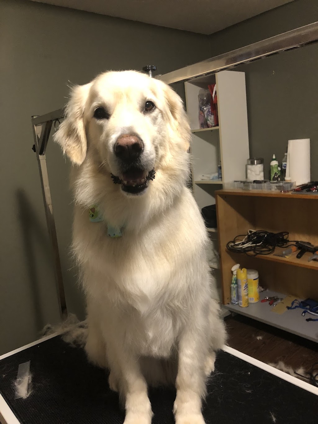 Barktouche Dog Grooming & Boarding | 227 Irving Blvd, Bouctouche, NB E4S 3K5, Canada | Phone: (506) 926-0028