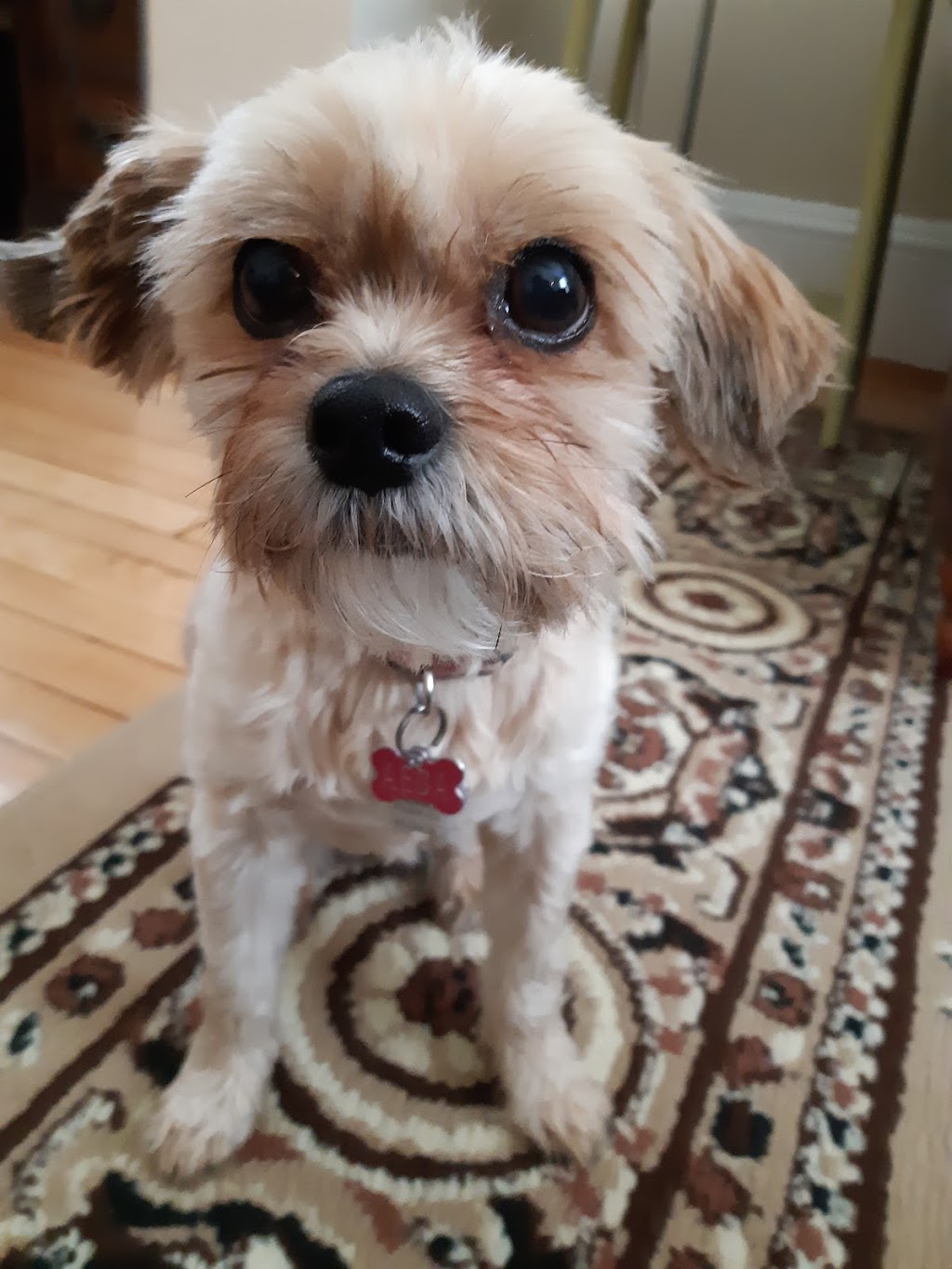 St Thomas Pet Salon | 25 Wilson Ave, St Thomas, ON N5R 3P9, Canada | Phone: (519) 633-3150