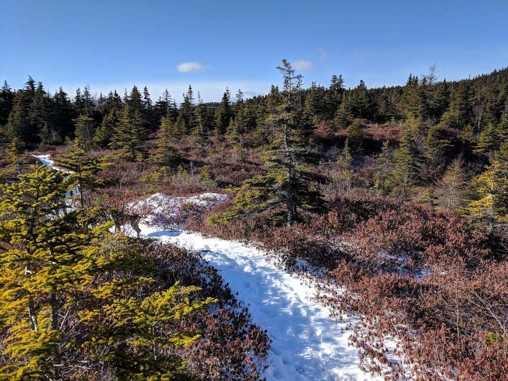 Overflow Parking | 5V3, 70 & 80 East White Hills Rd, St. Johns, NL A1A 5V3, Canada