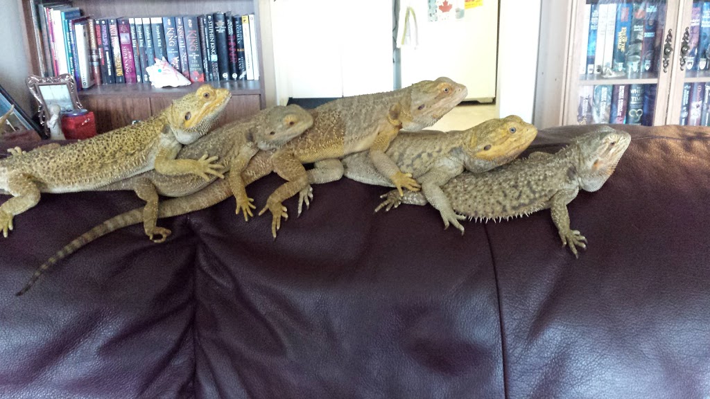 Jackies Critters & Things | 116 King St W, Bowmanville, ON L1C 1R5, Canada | Phone: (905) 419-2006