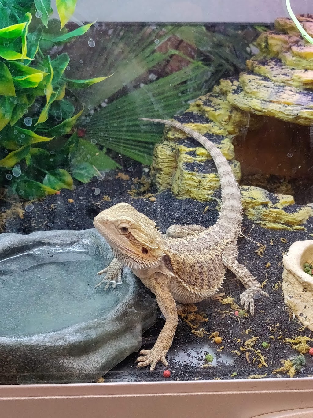 PetSmart | 5095 Yonge St A3, North York, ON M2N 6Z4, Canada | Phone: (416) 223-9103