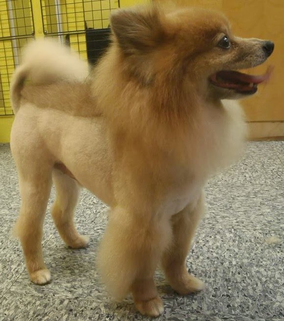 Paw Prints Dog Grooming Salon | 2635 W 4th Ave, Vancouver, BC V6K 1P8, Canada | Phone: (604) 733-1144