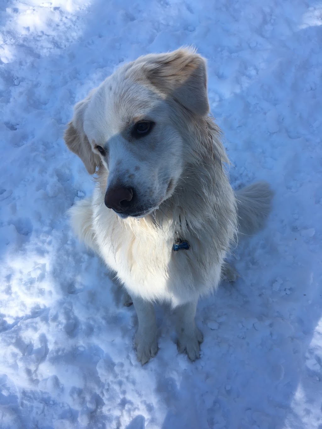 Creekside Pet Boarding & Daycare | 4115 170 St SW, Edmonton, AB T6Y 0C8, Canada | Phone: (587) 879-2879