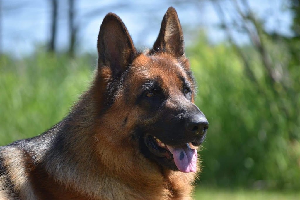 Redwood German shepherds kennel | 100 Hwy 17, Walford, ON P0P 2E0, Canada | Phone: (705) 849-4001