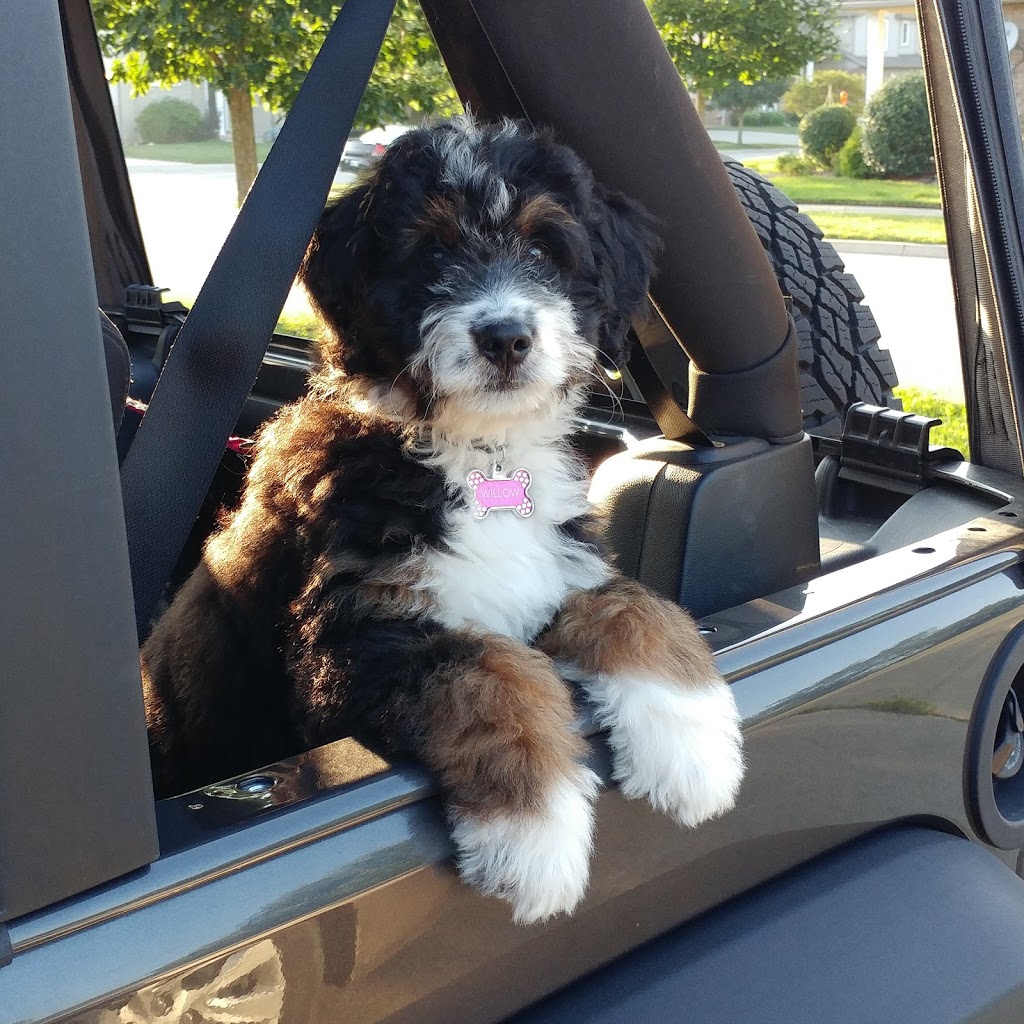 Willow Brooke Bernedoodles | 3532 Erbs Road W, Baden, ON N3A 3M2, Canada | Phone: (519) 580-5865
