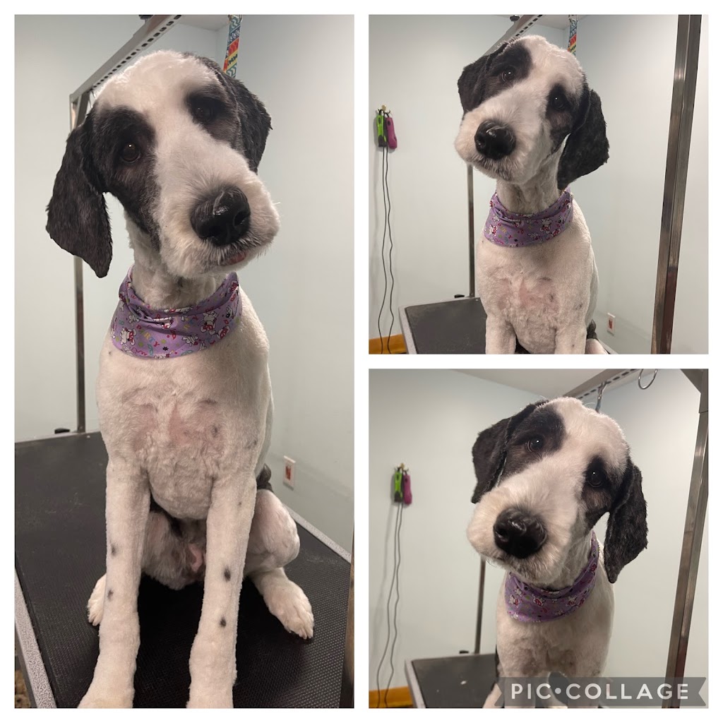 Bath & Doggy Works Grooming | 2558 25th Side Rd, Innisfil, ON L9S 3V2, Canada | Phone: (705) 321-3272