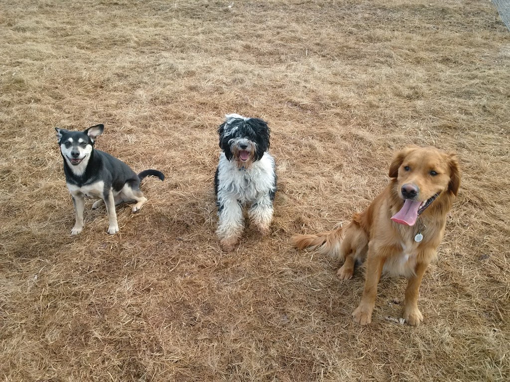 WentWoof | 12387 NS-4, Wentworth, NS B0M 1Z0, Canada | Phone: (902) 956-9049