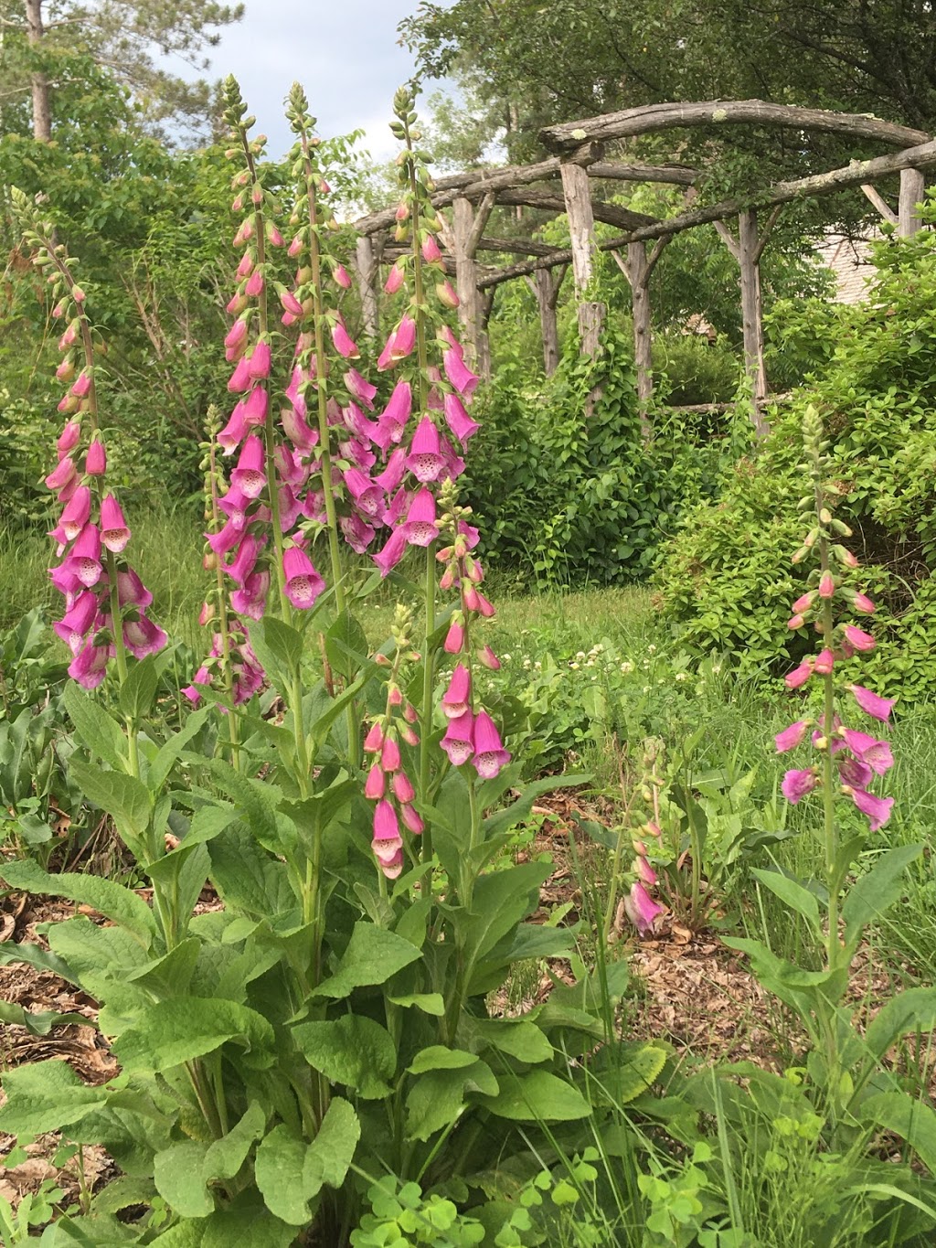Jardin Cérès, fleuriste-producteur en champ | 2334 Chemin des Glaïeuls, La Conception, QC J0T 1M0, Canada | Phone: (819) 686-1134