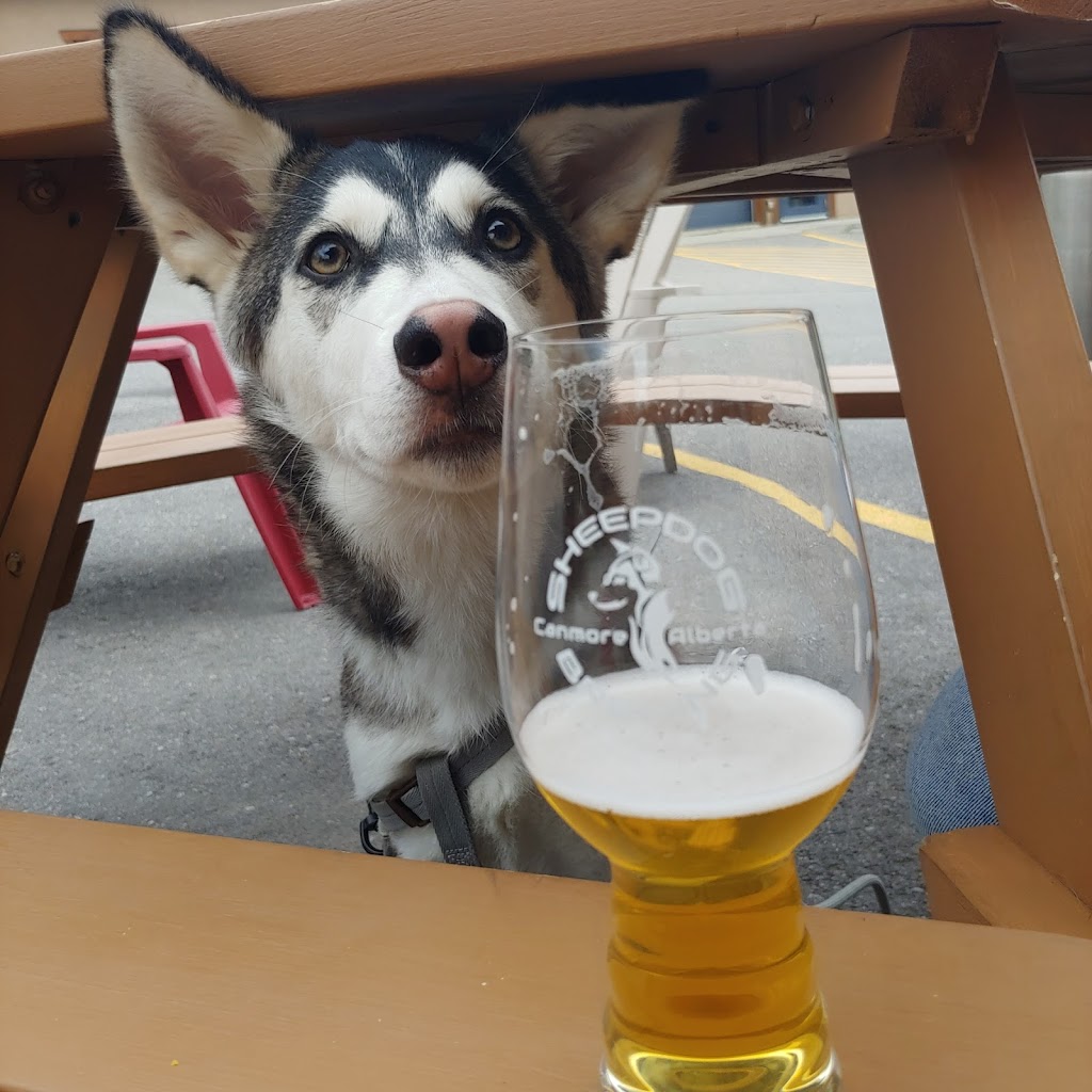 Sheepdog Brewing | 105 Bow Meadows Crescent Unit 112, Canmore, AB T1W 2W8, Canada | Phone: (403) 679-4009