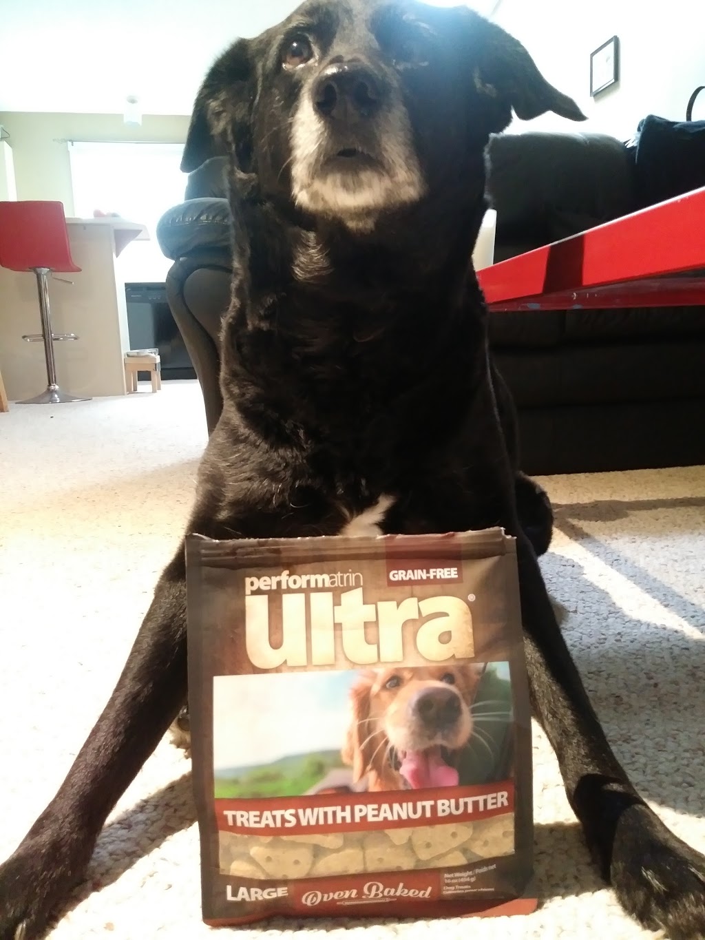 Pet Valu | 99 Balsam St #1, Collingwood, ON L9Y 3Y6, Canada | Phone: (705) 444-1767