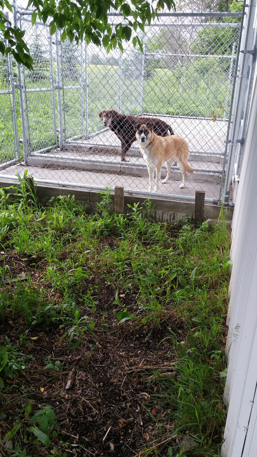 Brokenhead River Kennel | Mile Road 82, RM of Brokenhead, Ladywood, MB R0E 0C0, Canada | Phone: (204) 205-0653