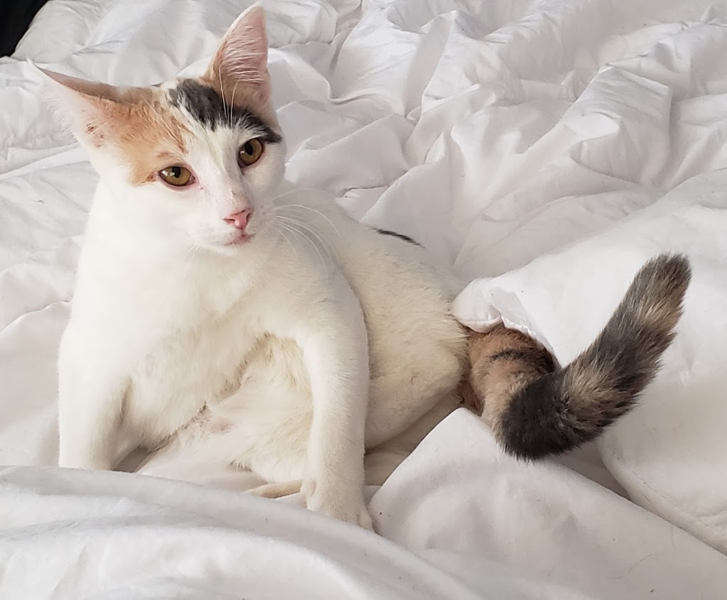 Purr Inn | 240077, Range Rd 240, Strathmore, AB T1P 1J6, Canada | Phone: (403) 901-4333